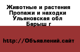 Животные и растения Пропажи и находки. Ульяновская обл.,Барыш г.